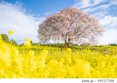 馬場の山桜 馬場の山桜 49527768