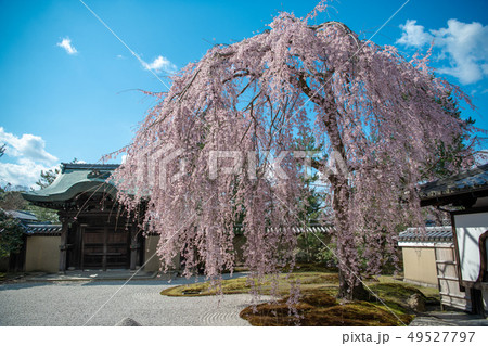 高台寺 枝垂桜 高台寺 枝垂桜 49527797