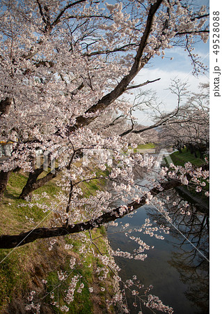 百十郎桜 百十郎桜 49528088