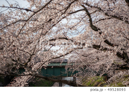 百十郎桜 49528093