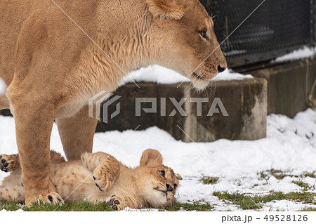 雪の赤ちゃんライオン 雪の赤ちゃんライオン 49528126