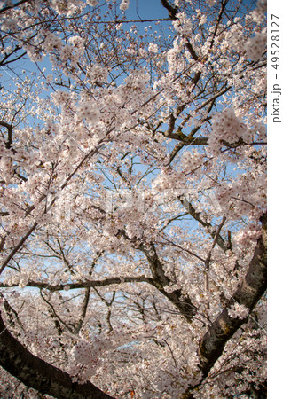 百十郎桜 49528127