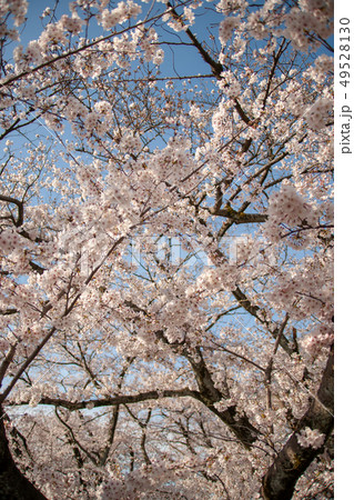 百十郎桜 49528130