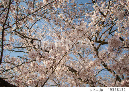 百十郎桜 49528132