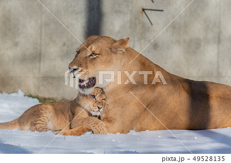 雪の赤ちゃんライオン 雪の赤ちゃんライオン 49528135