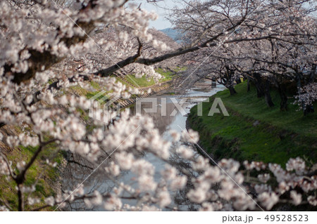 百十郎桜 49528523