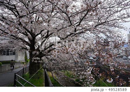 志井川沿いの桜並木　北九州 49528589