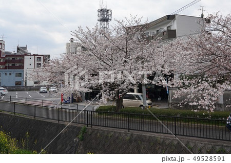 志井川沿いの桜並木 北九州 志井川沿いの桜並木 北九州 49528591