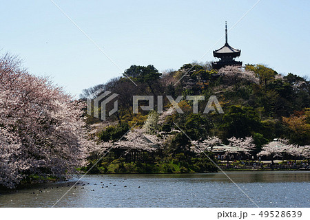 横浜 三溪園 横浜 三溪園 49528639