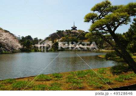 横浜 三溪園 横浜 三溪園 49528646