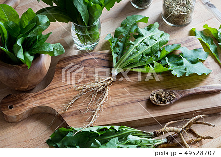Whole dandelion plant including root on a wooden Whole dandelion plant including root on a wooden 49528707