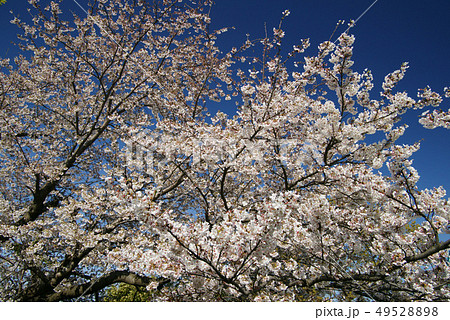 桜花爛漫 49528898