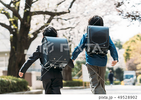 桜の木の下で手をつないで登校する小学校高学年生と小学1年生 49528902