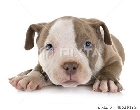 puppy american bully 49529135