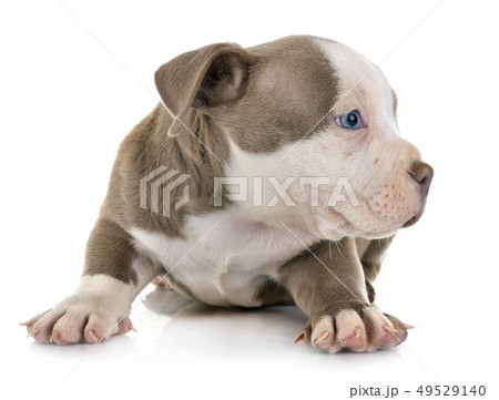 puppy american bully puppy american bully 49529140