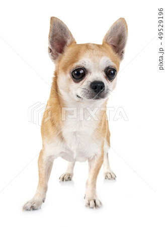 chihuahua in studio 49529196