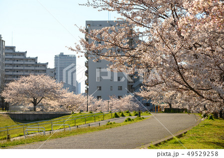 都市の公園の桜イメージ 都市の公園の桜イメージ 49529258