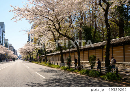 靖国通りの桜並木のイメージ 靖国通りの桜並木のイメージ 49529262