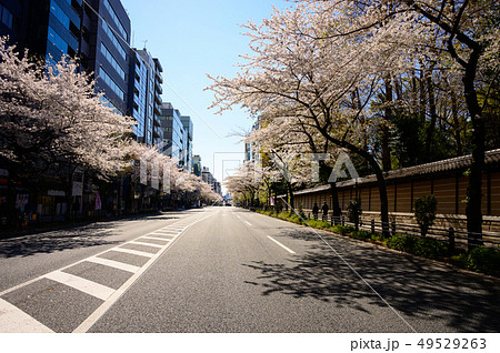 靖国通りの桜並木のイメージ 49529263