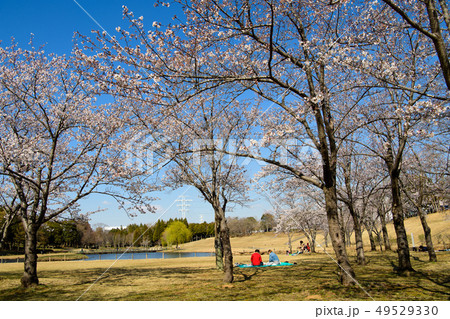 桜 万博 記念 公園 万博記念公園の桜まつり2021のライトアップや屋台は？お花見の場所取りは必要？