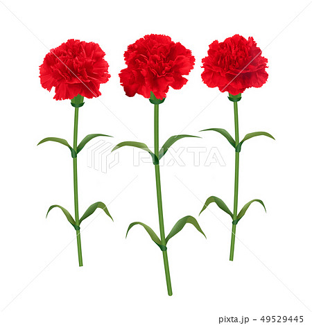 カーネーション-キリヌキ-png-Mother's Day 49529445