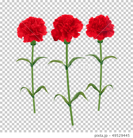 カーネーション-キリヌキ-png-Mother's Day 49529445