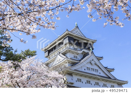 小倉城と桜 小倉城と桜 49529471