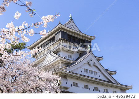 小倉城と桜 小倉城と桜 49529472
