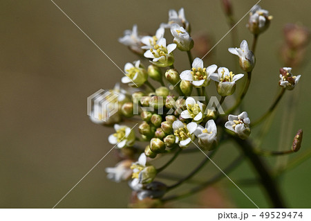 ナズナ(ペンペン草) ナズナ(ペンペン草) 49529474