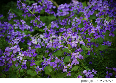 ハナダイコン 49529757