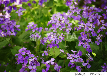 ハナダイコン 49529758