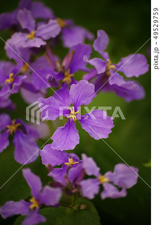 ハナダイコン 49529759