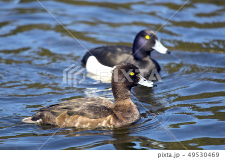 tufted duck (Aythya fuligula) in the lake tufted duck (Aythya fuligula) in the lake 49530469