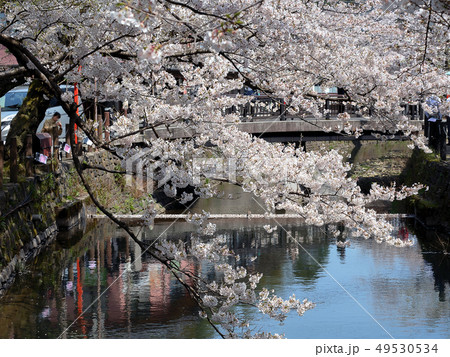 桜が満開の城崎温泉 桜が満開の城崎温泉 49530534
