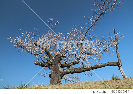 常陸国分寺尼寺ケ原の桜、石岡市 常陸国分寺尼寺ケ原の桜、石岡市 49530544