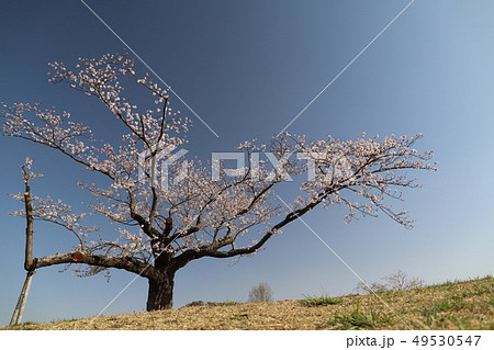 石岡市歴史の里シリーズ、常陸国分寺尼寺ケ原の桜 49530547