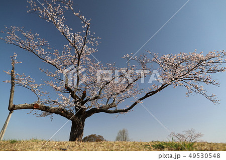 石岡市歴史の里シリーズ、常陸国分寺尼寺ケ原の桜 49530548