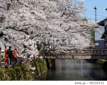 桜が満開の城崎温泉 桜が満開の城崎温泉 49530552