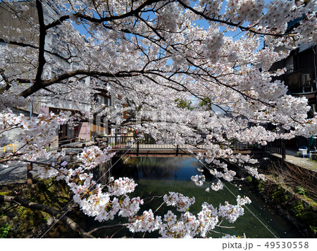 桜が満開の城崎温泉 49530558