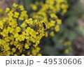 菜の花と蜂 49530606