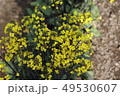 菜の花 49530607