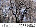 桜 49530608