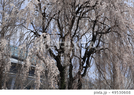 桜 49530608