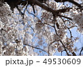桜 49530609