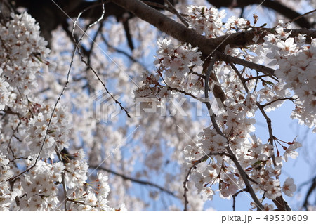 桜 桜 49530609
