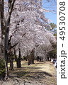 桜 49530708