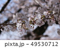 桜 49530712