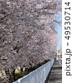 桜 49530714