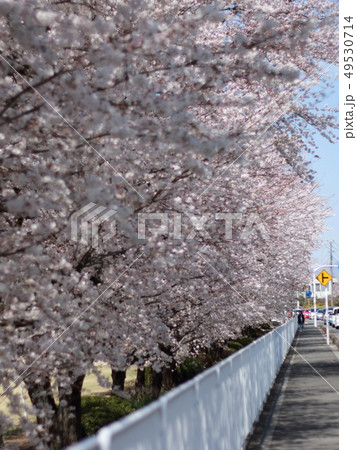 桜 49530714