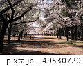 桜 49530720
